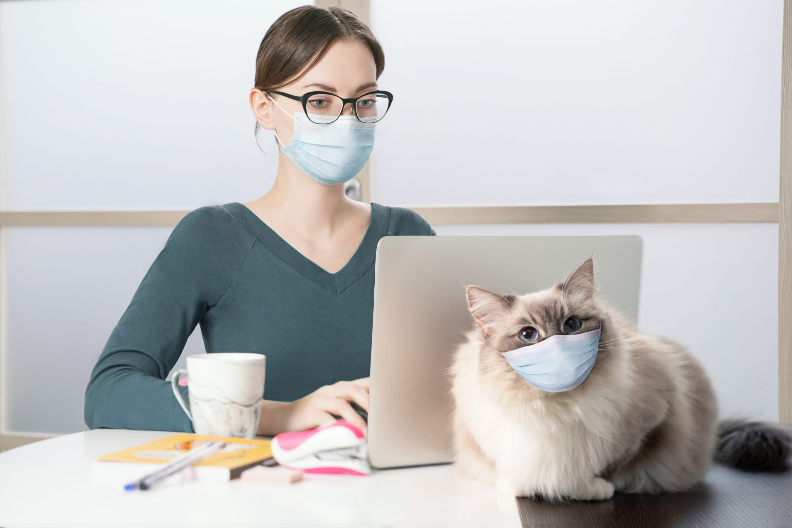 Funny face mask with cat wearing one (1)