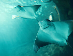 GDPR claims – The hidden sting in the tail