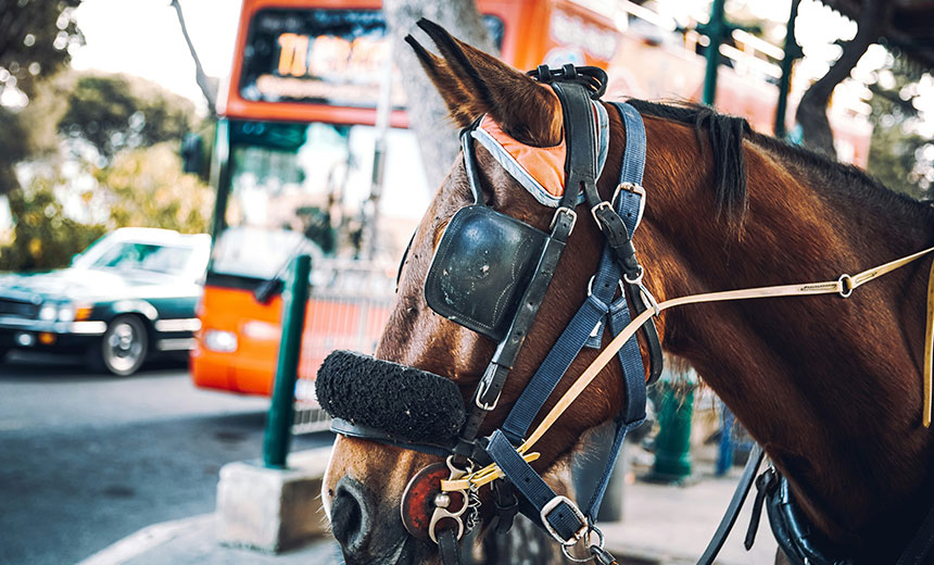 Close-up of a working horse wearing a bridle, with traffic and a bus in the background