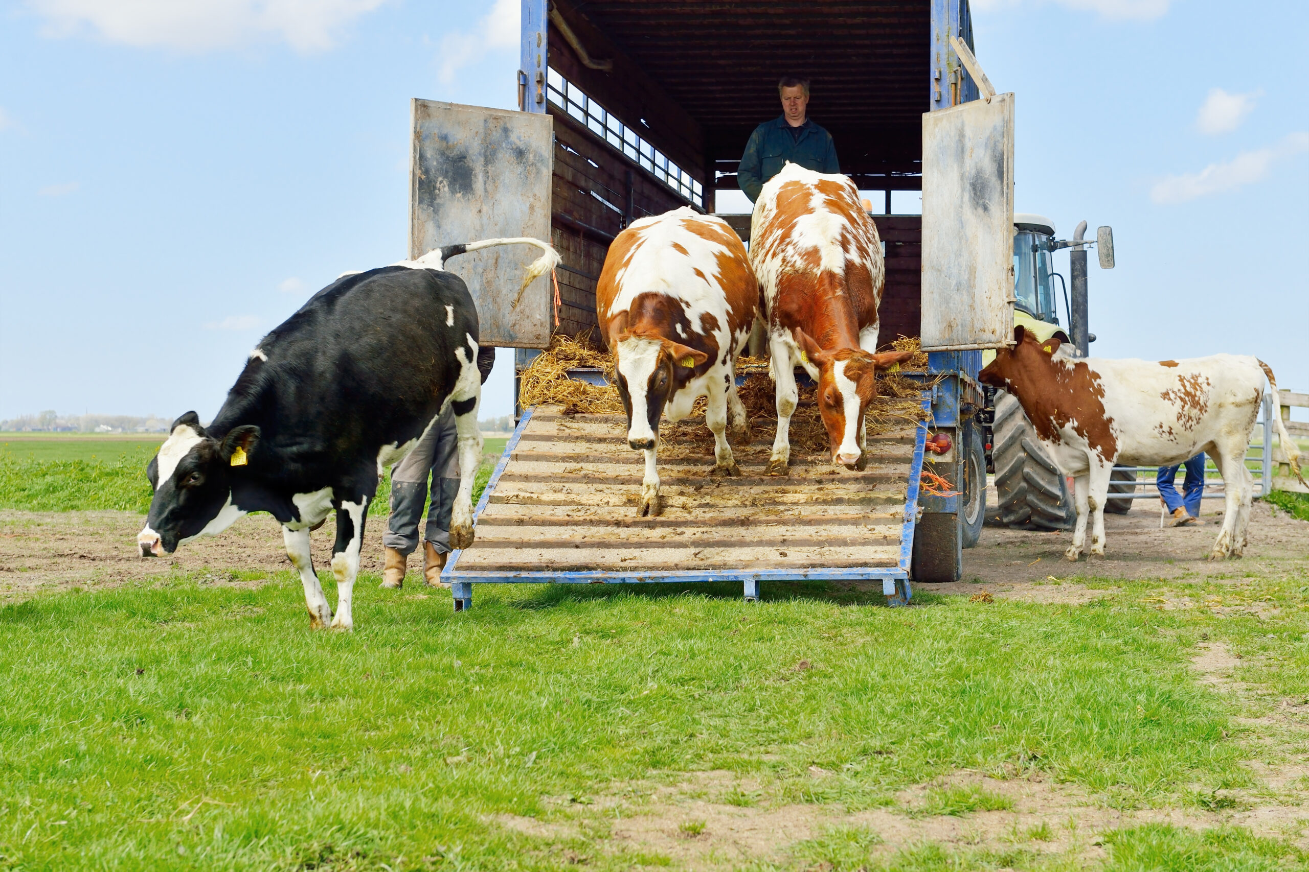 Cows walking out of transport trailer into green meadow