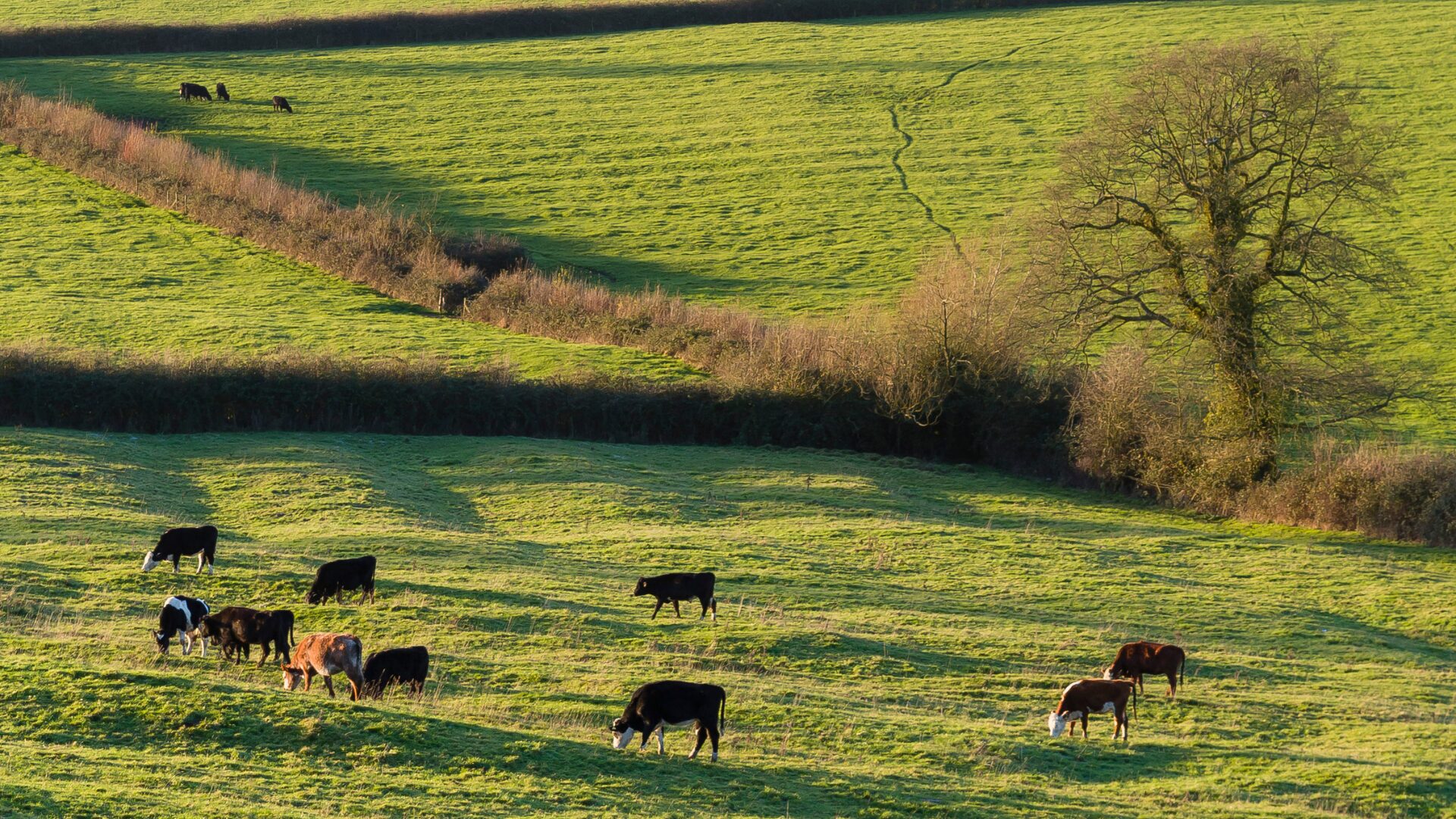 Agricultural field representing land-based business assets.